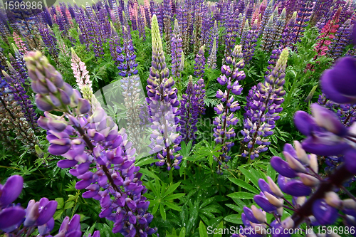 Image of lupin flower closeup