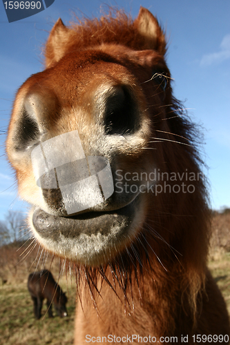 Image of danish horses