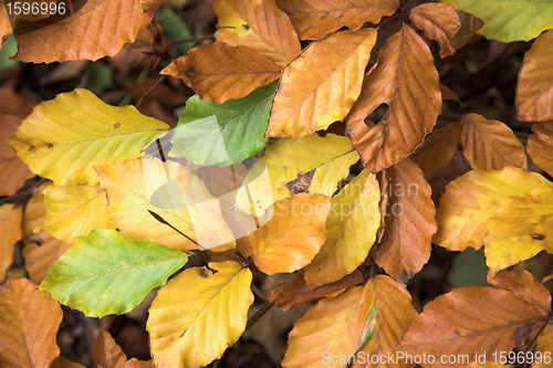 Image of autumn leaves