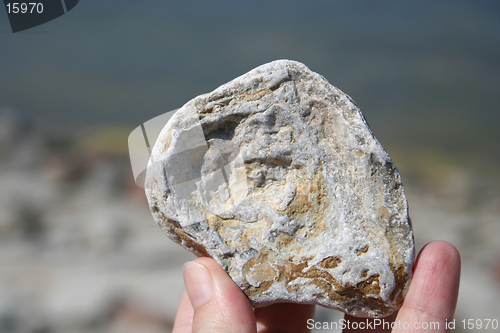 Image of Fossils in stone