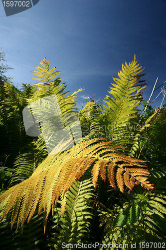 Image of autumn leaves