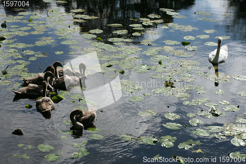 Image of swans