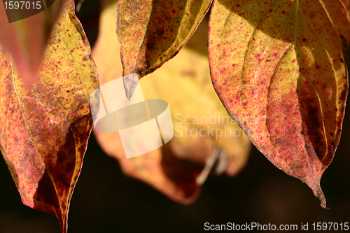 Image of autumn leaves