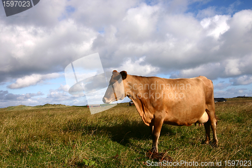 Image of cow in denmark