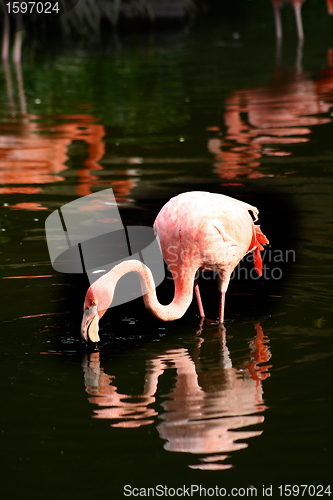 Image of Flamingo