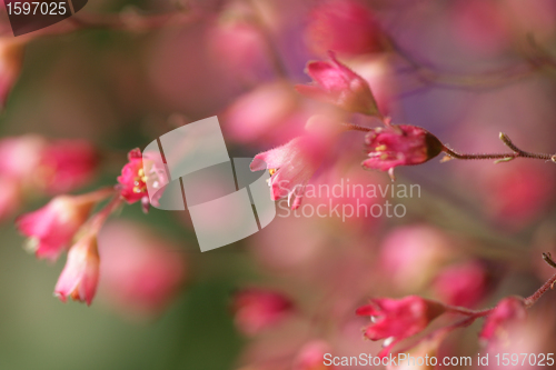 Image of flower closeup