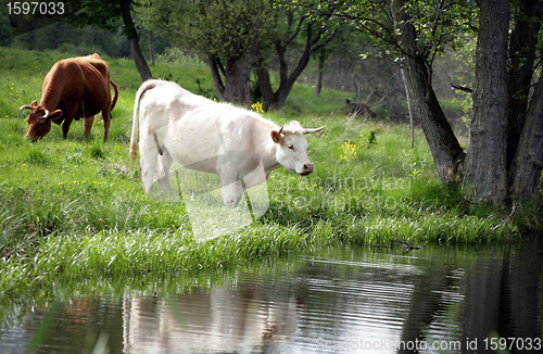 Image of danish cows 