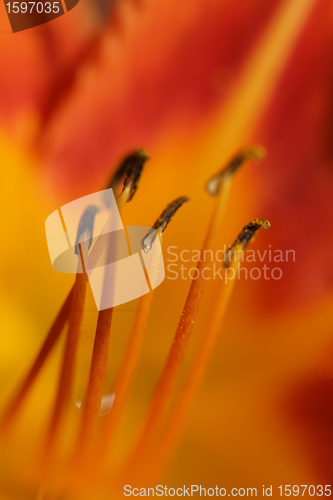 Image of flower closeup