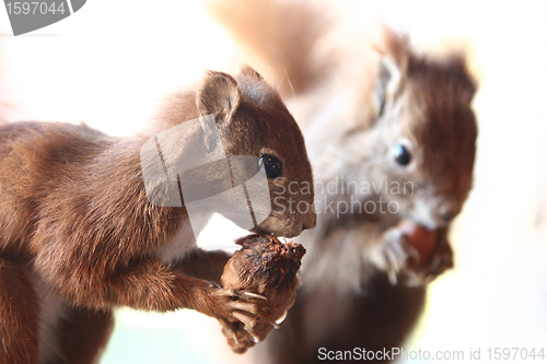 Image of squirrels