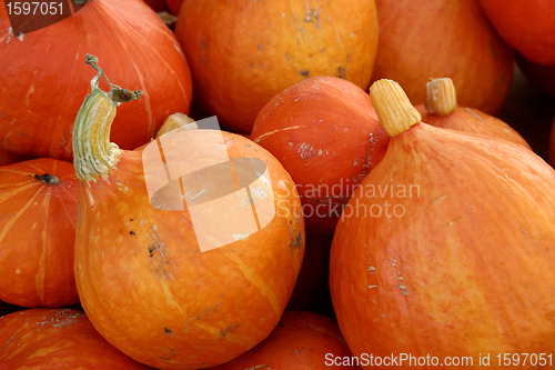 Image of pumpkin01