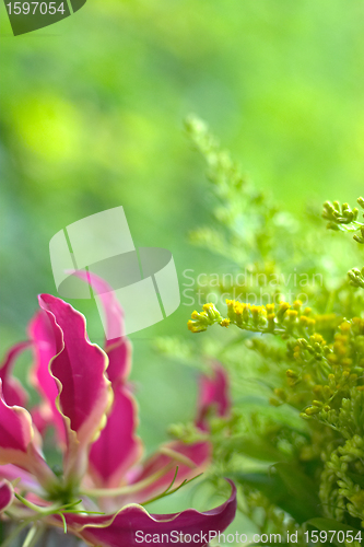 Image of flowers
