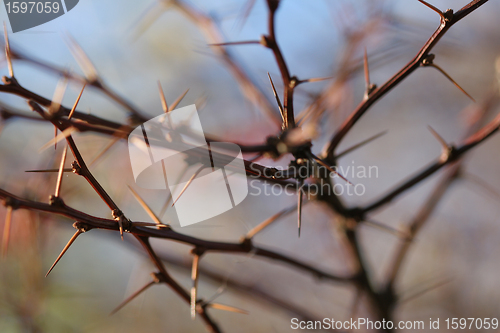 Image of autumn leaves