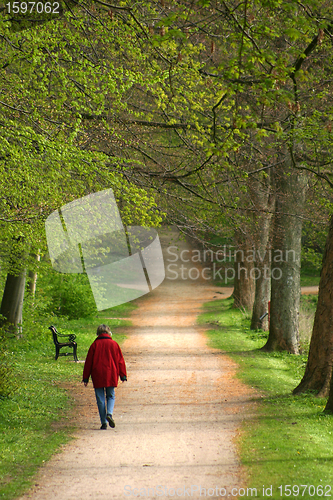 Image of trees in a park