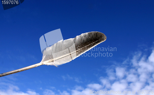Image of feather