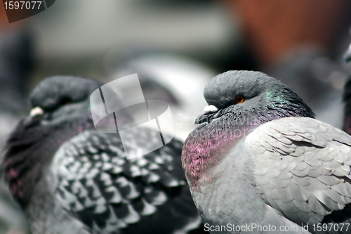 Image of pigeons