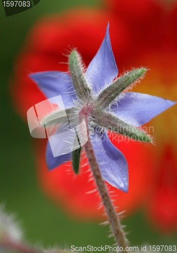 Image of flower closeup