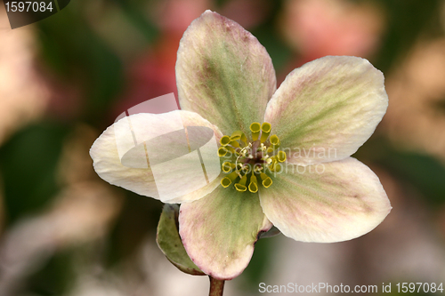 Image of flowers