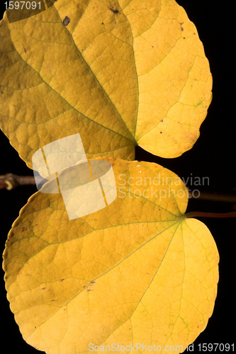 Image of  leaves