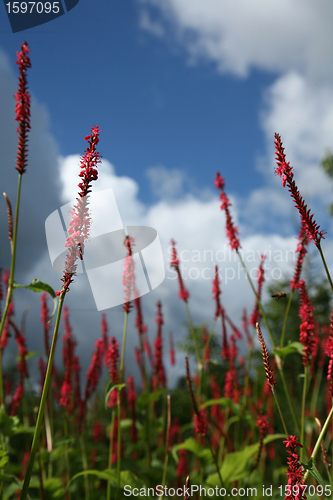 Image of red flower