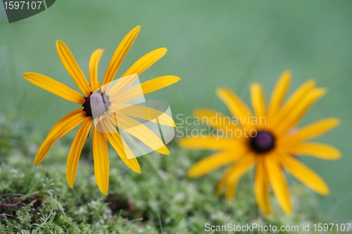 Image of daisy flower closeup