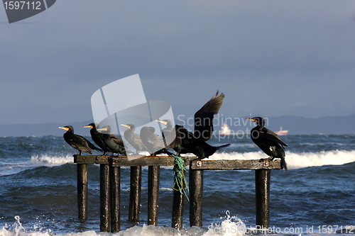 Image of sea birds