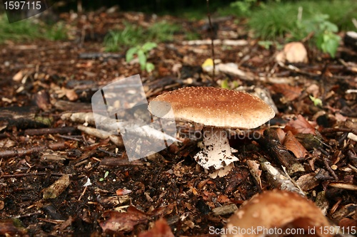 Image of MUSHROOM