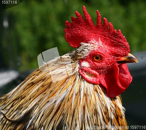 Image of Cock