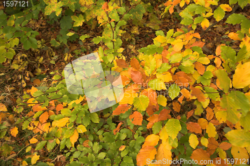 Image of autumn leaves