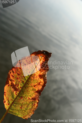 Image of autumn leaves