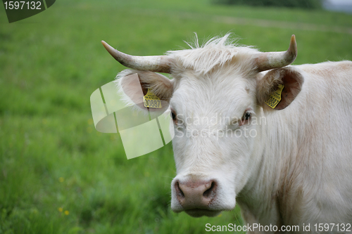 Image of Danish cows 