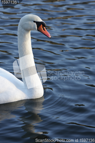Image of swans