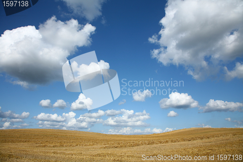 Image of crops field