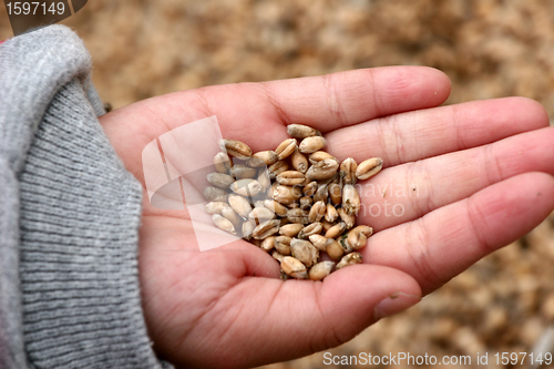 Image of corn fleld harvest