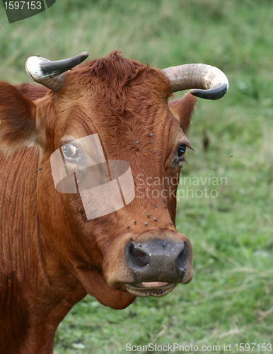 Image of Danish cows 