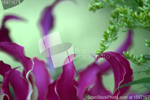 Image of flowers