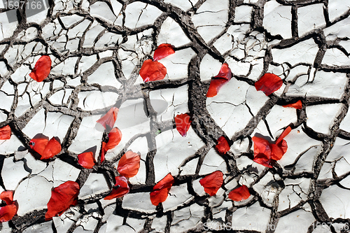 Image of flowers