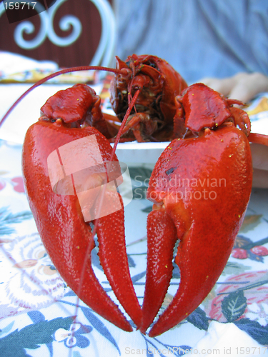 Image of crayfish