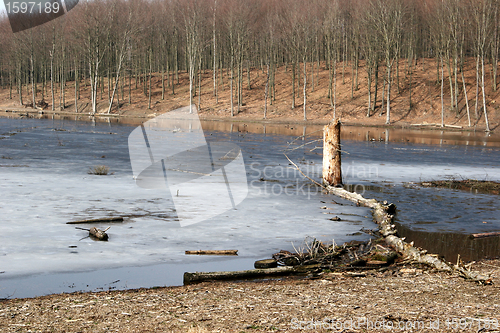 Image of in the forest