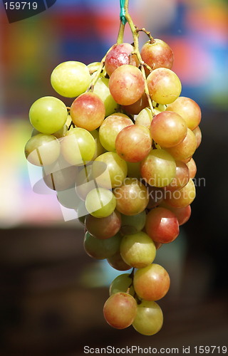 Image of Grapes of the gods