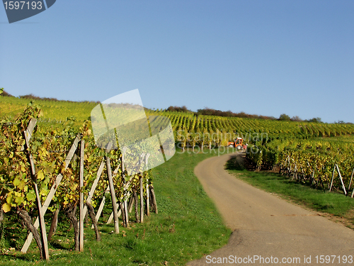 Image of alsacian vineyards