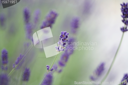 Image of LAVANDER