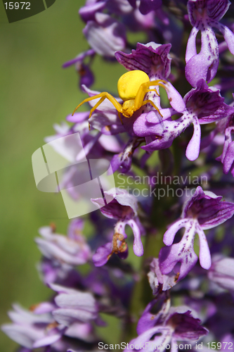 Image of Yellow spider
