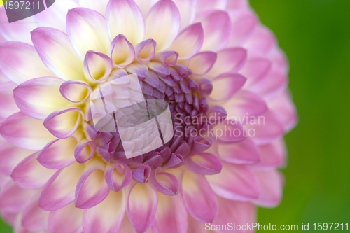 Image of flowers