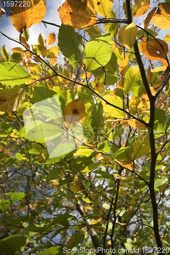 Image of autumn leaves