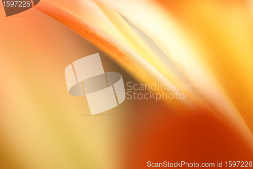 Image of flowers