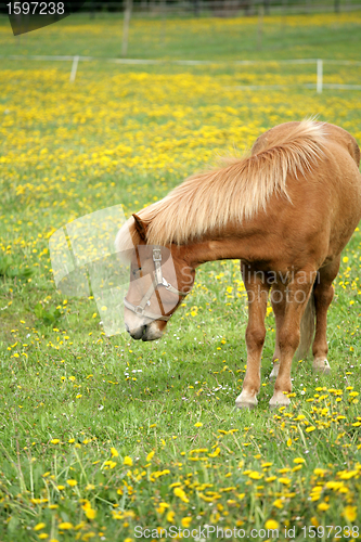 Image of danish horses