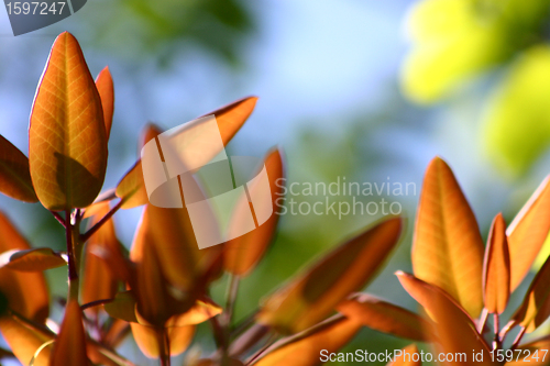 Image of flower closeup