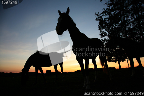 Image of horses