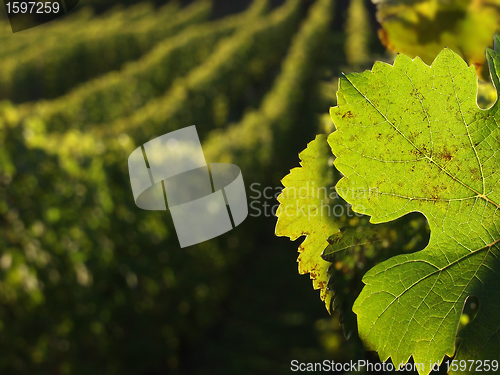 Image of alsacian vineyards