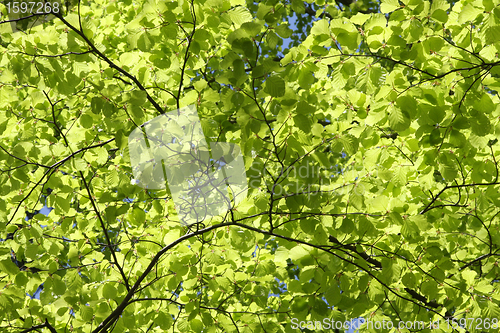 Image of Green leaves